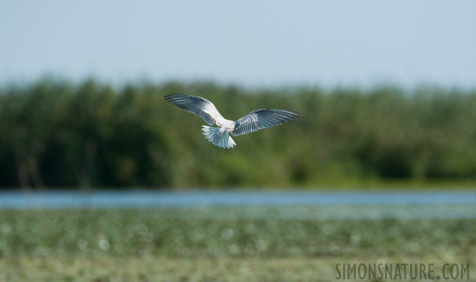 Rumänien - Hydroprogne caspia [550 mm, 1/4000 Sek. bei f / 8.0, ISO 1600]