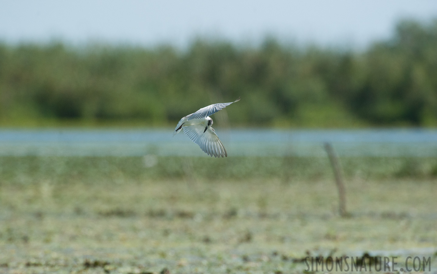 Rumänien - Hydroprogne caspia [550 mm, 1/4000 Sek. bei f / 8.0, ISO 1600]