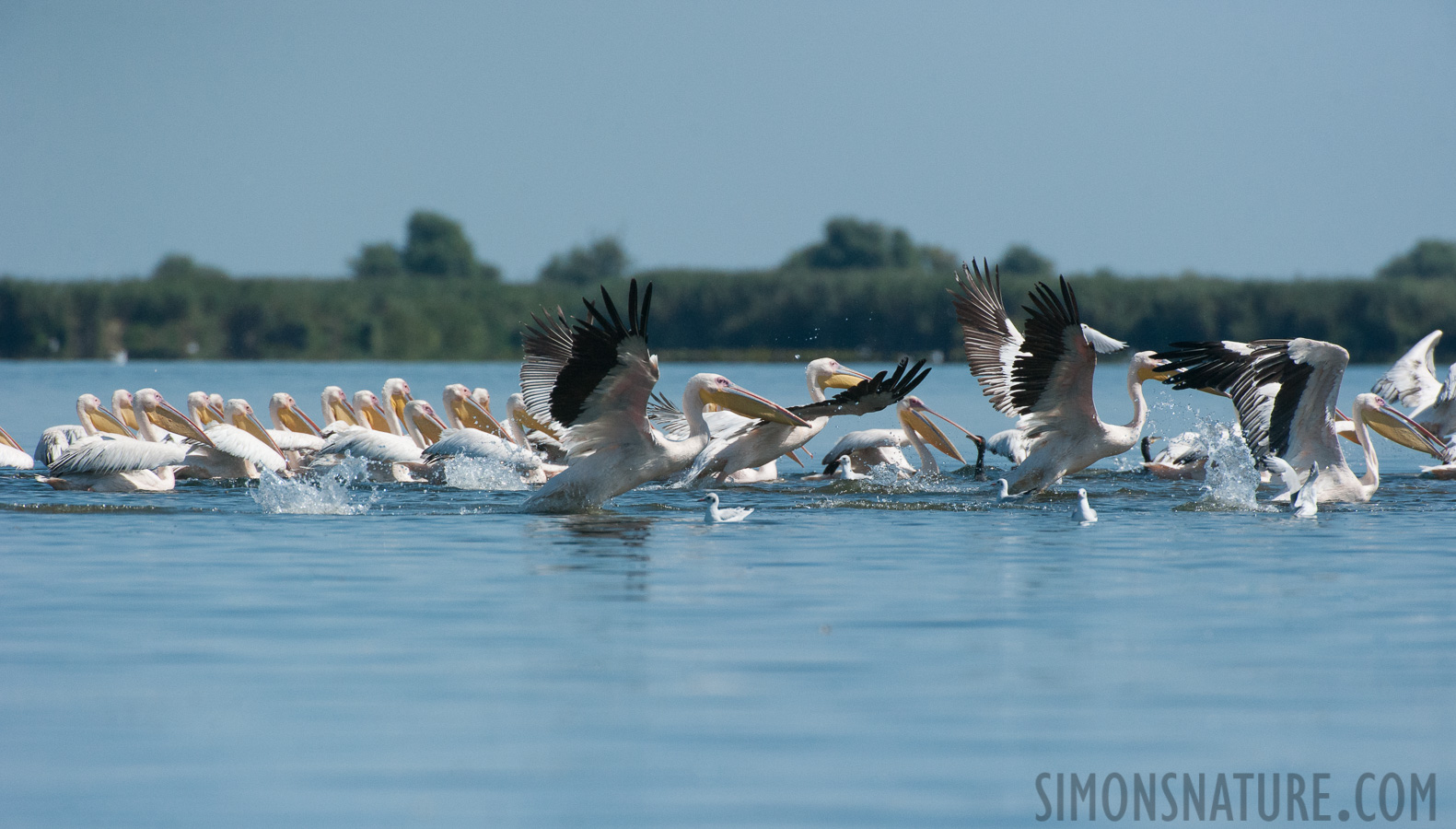 Pelecanus onocrotalus [550 mm, 1/8000 sec at f / 8.0, ISO 1600]