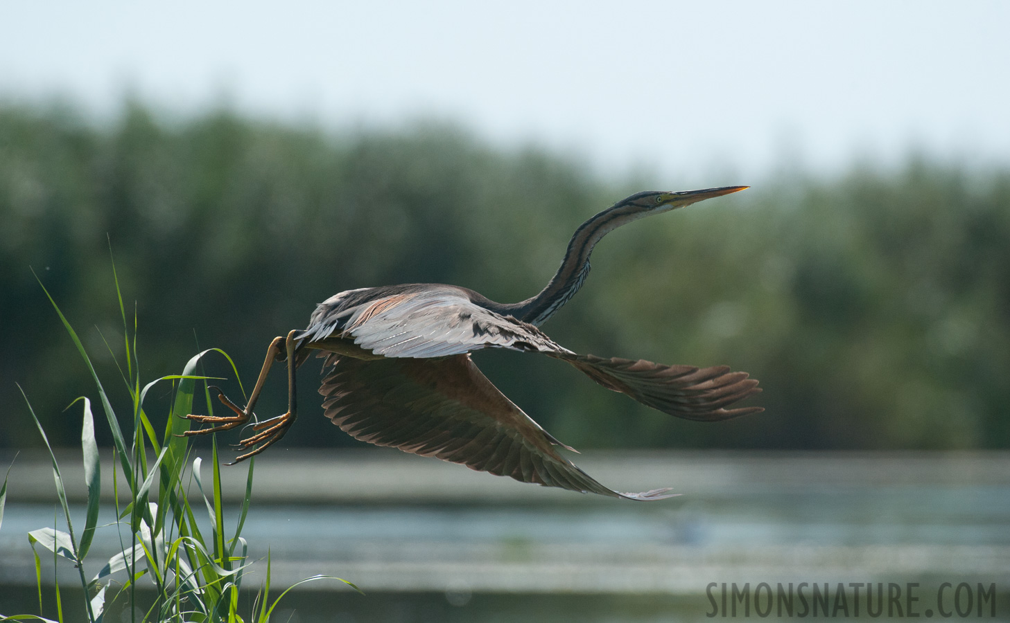 Ardea purpurea purpurea [550 mm, 1/4000 sec at f / 8.0, ISO 1600]