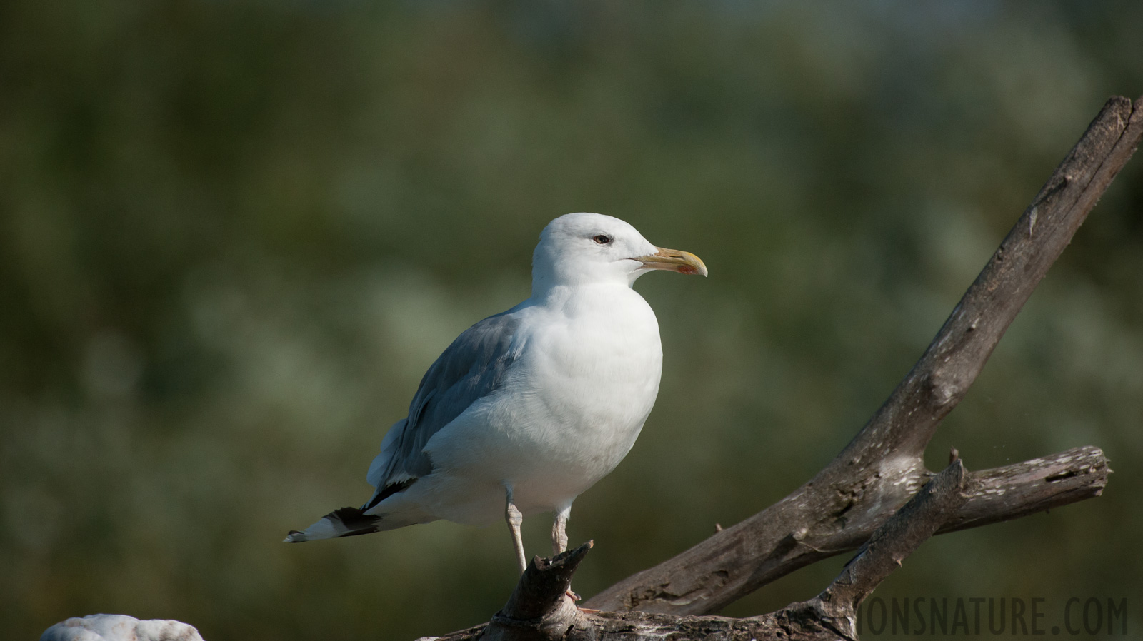 Larus cachinnans [550 mm, 1/8000 sec at f / 7.1, ISO 1000]