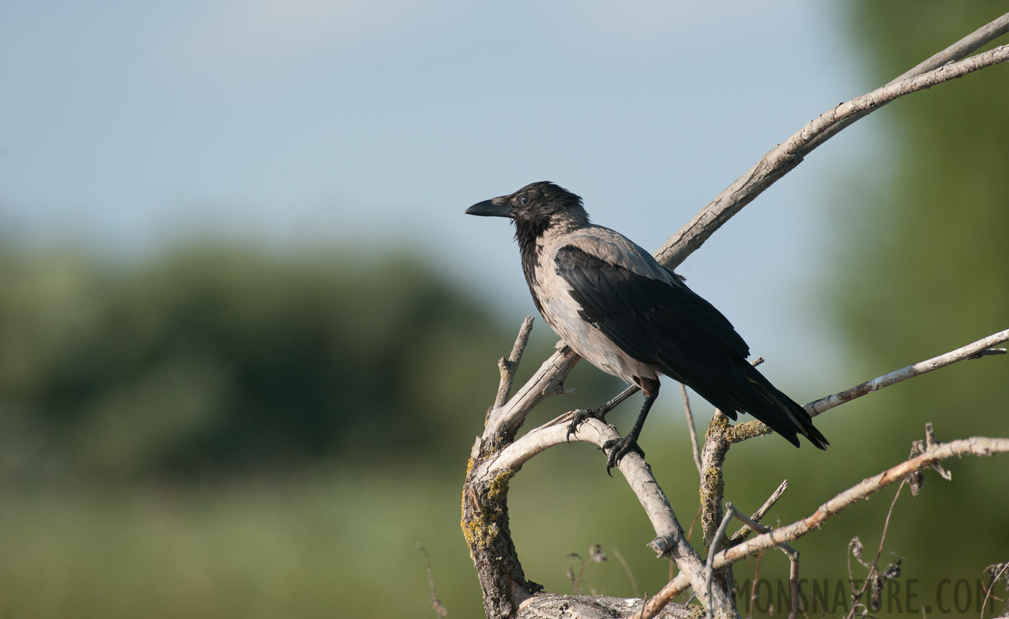 Corvus cornix cornix [550 mm, 1/2500 sec at f / 7.1, ISO 1000]