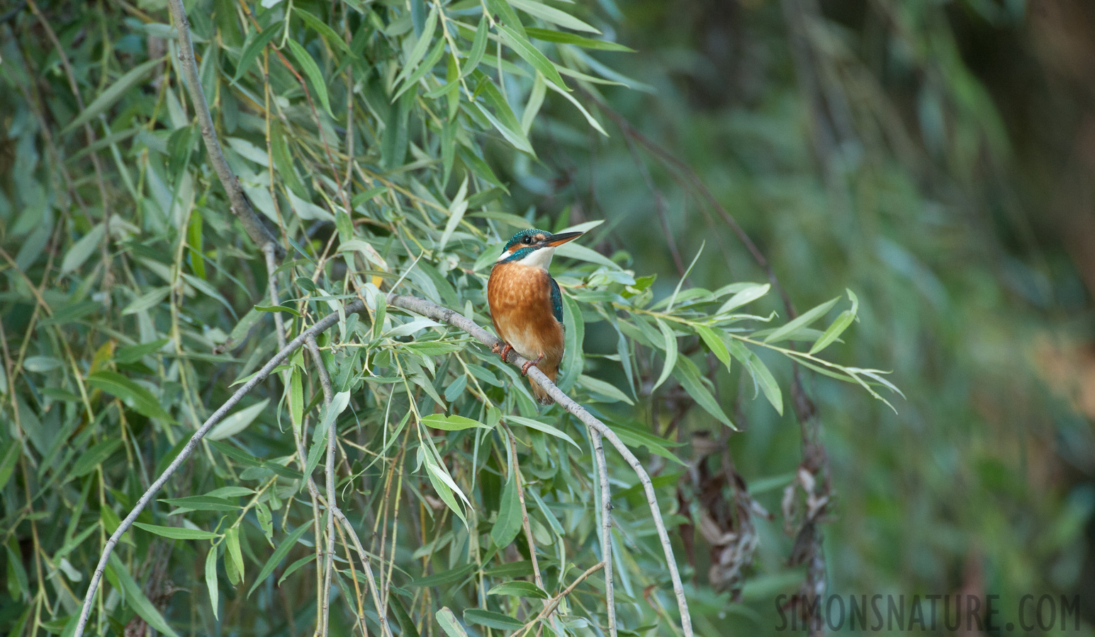 Rumänien - Alcedo atthis ispida [550 mm, 1/400 Sek. bei f / 7.1, ISO 1600]