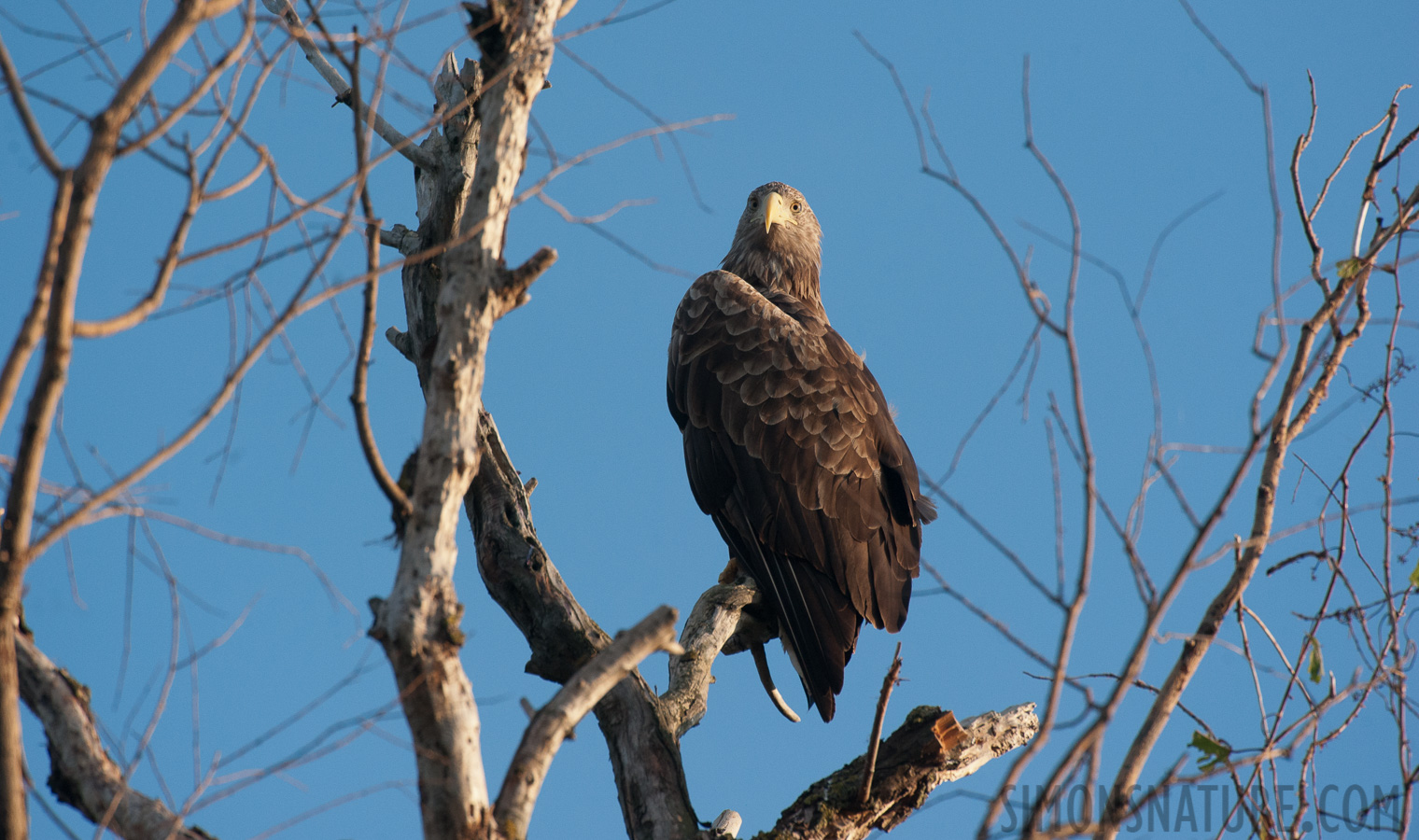 Haliaeetus albicilla [550 mm, 1/1250 sec at f / 8.0, ISO 1600]