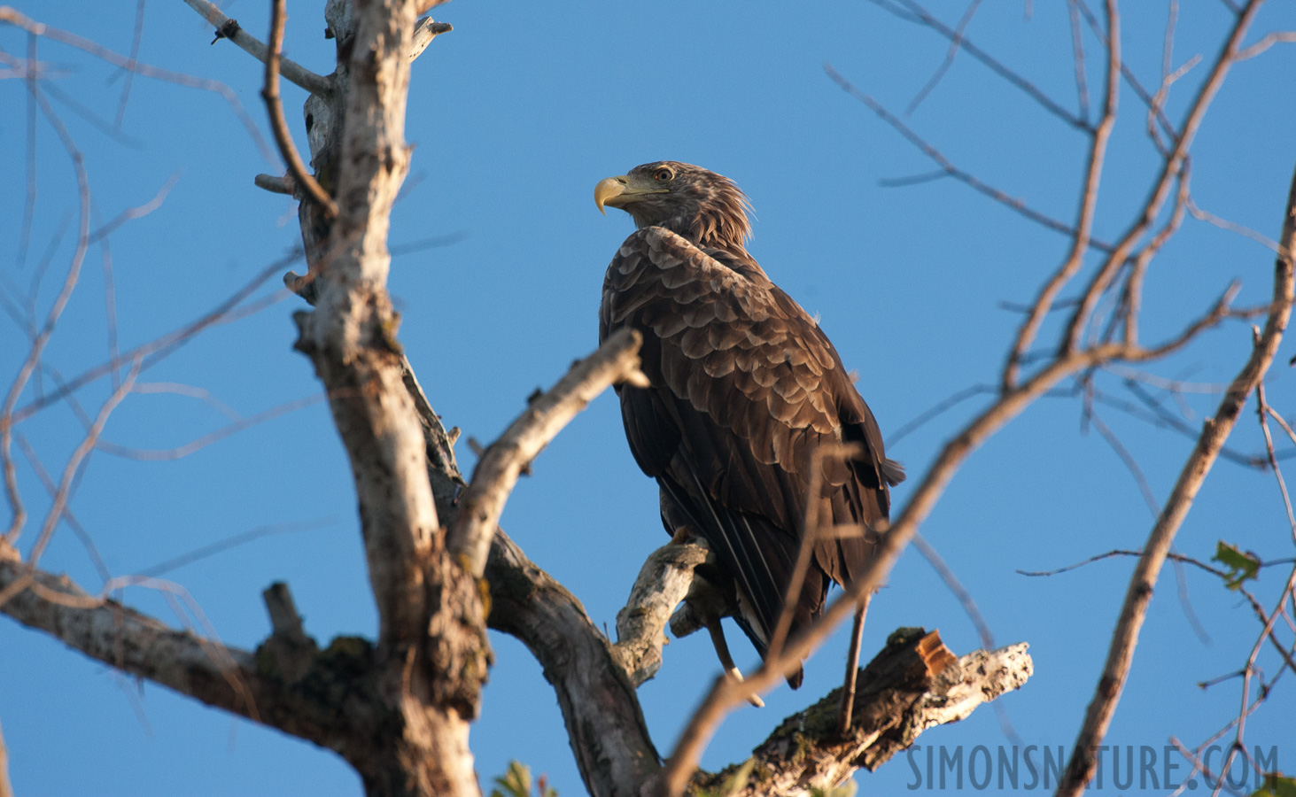 Rumänien - Haliaeetus albicilla [550 mm, 1/1000 Sek. bei f / 8.0, ISO 1600]