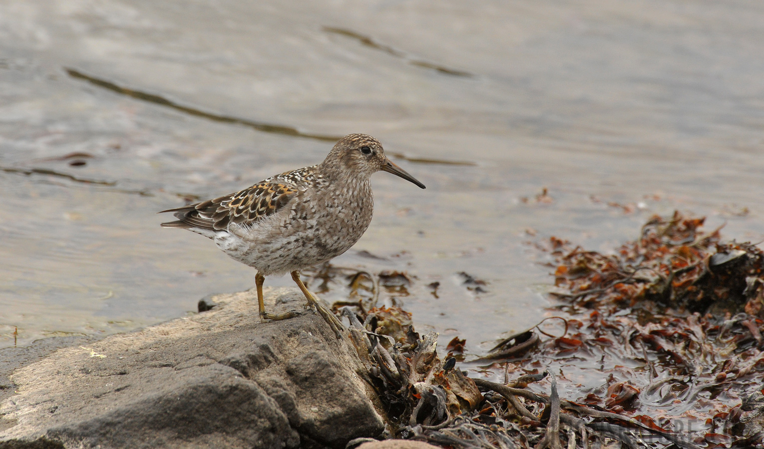 Calidris maritima [550 mm, 1/800 Sek. bei f / 9.0, ISO 1600]