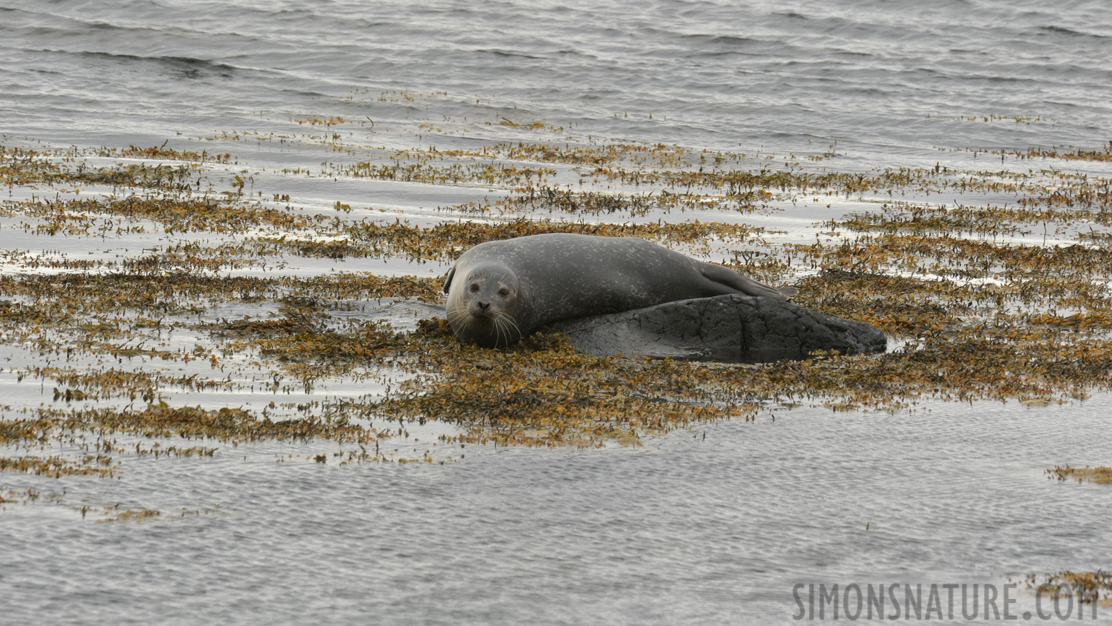 Phoca vitulina vitulina [550 mm, 1/500 Sek. bei f / 14, ISO 1600]