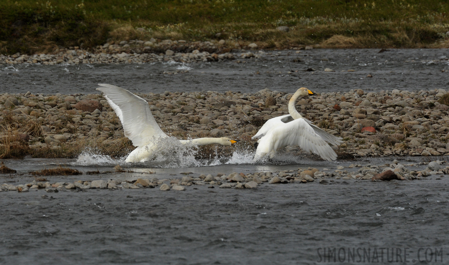 Cygnus cygnus [550 mm, 1/800 Sek. bei f / 13, ISO 1600]