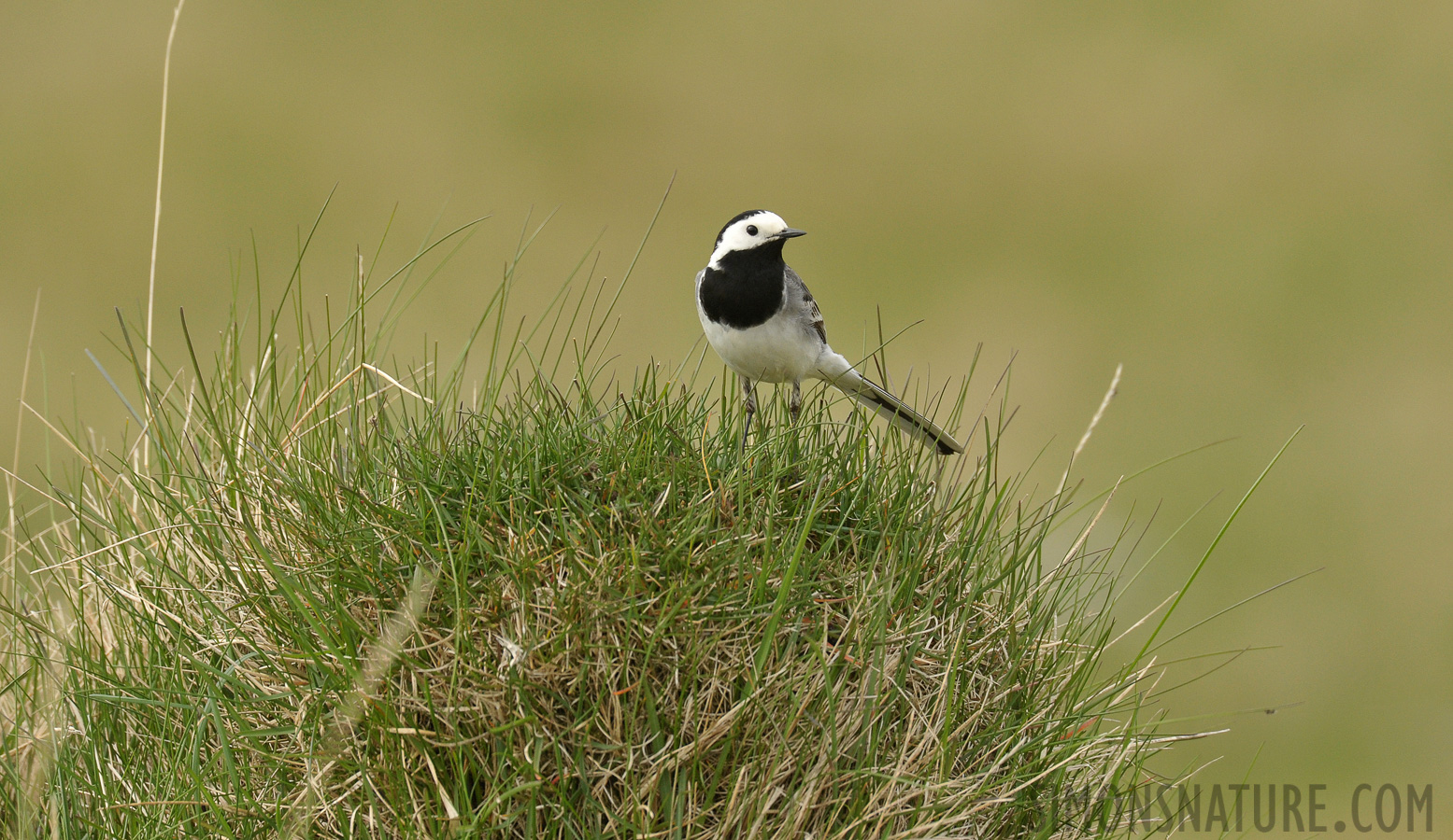 Motacilla alba alba [550 mm, 1/1250 Sek. bei f / 8.0, ISO 1600]