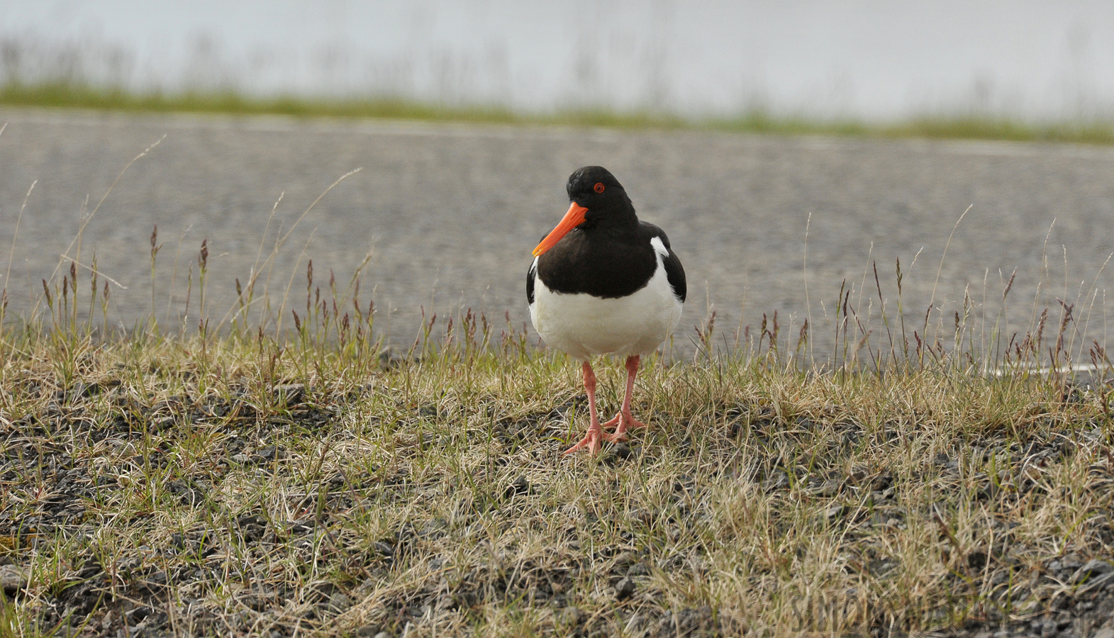 Haematopus ostralegus ostralegus [550 mm, 1/2500 Sek. bei f / 8.0, ISO 1600]