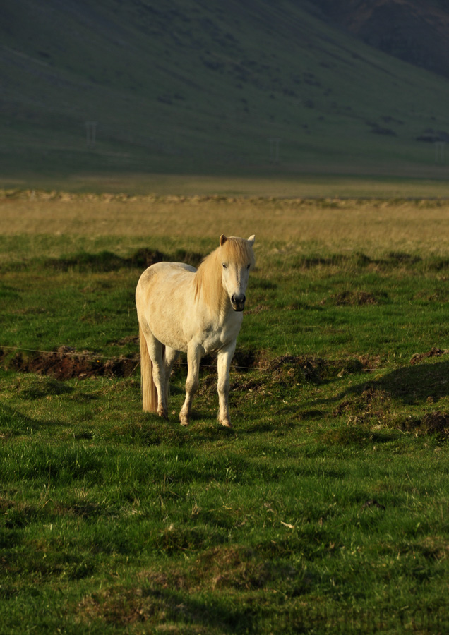 [300 mm, 1/800 Sek. bei f / 8.0, ISO 400]