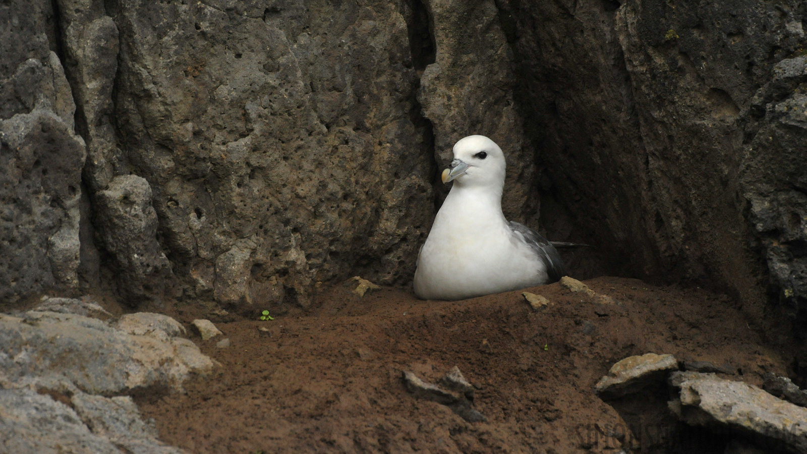 Fulmarus glacialis auduboni [550 mm, 1/1600 sec at f / 8.0, ISO 2000]