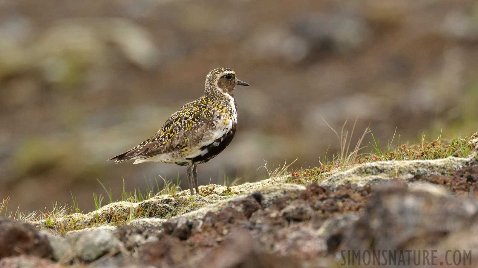 Pluvialis apricaria [550 mm, 1/800 Sek. bei f / 8.0, ISO 1600]