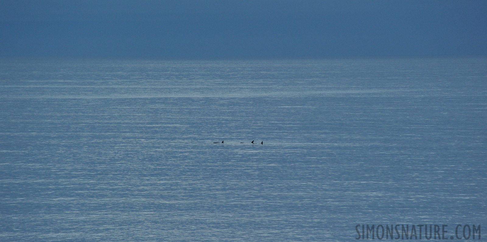 Orcinus orca [300 mm, 1/160 sec at f / 8.0, ISO 1600]