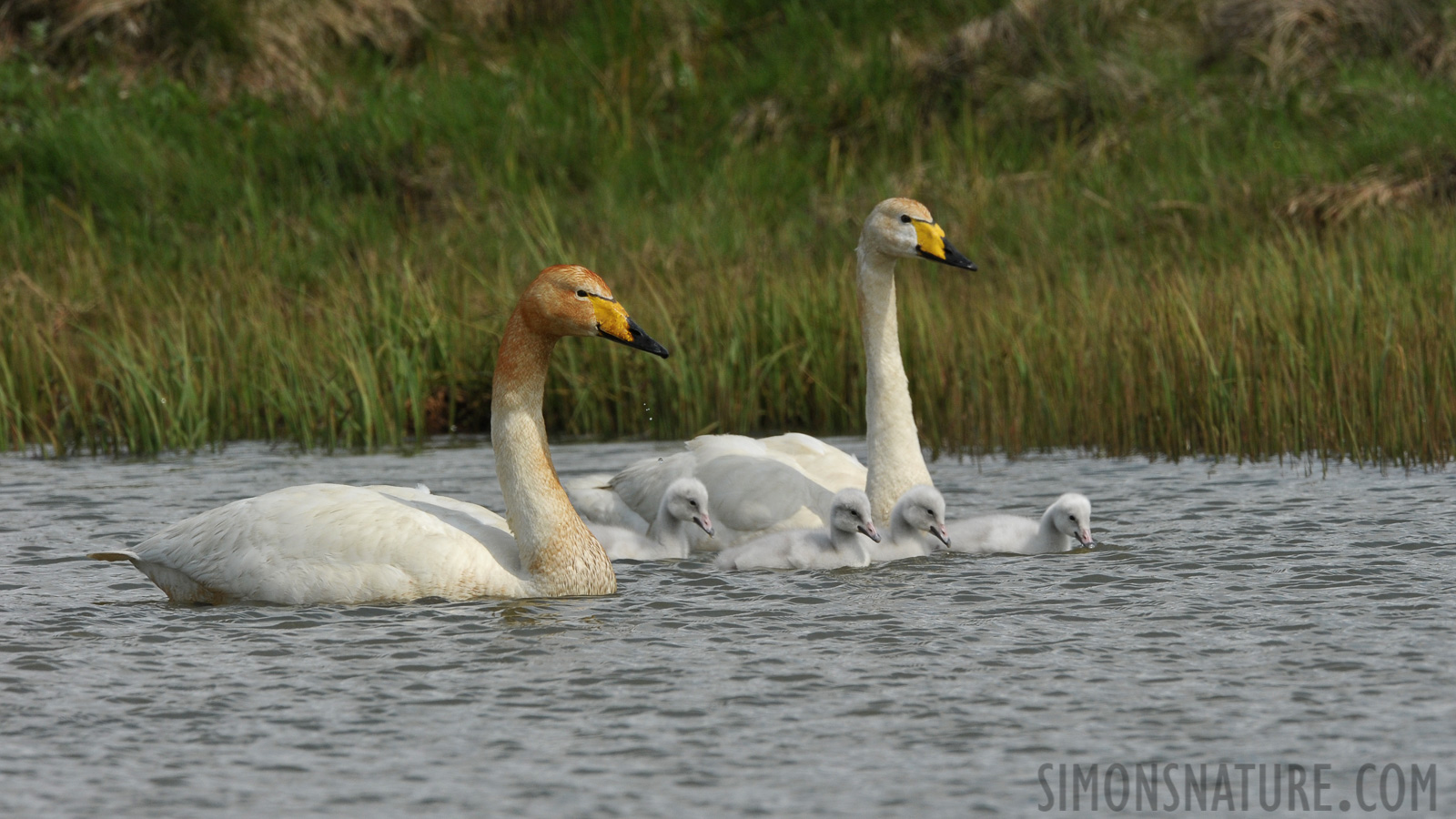 Cygnus cygnus [450 mm, 1/1600 Sek. bei f / 11, ISO 800]