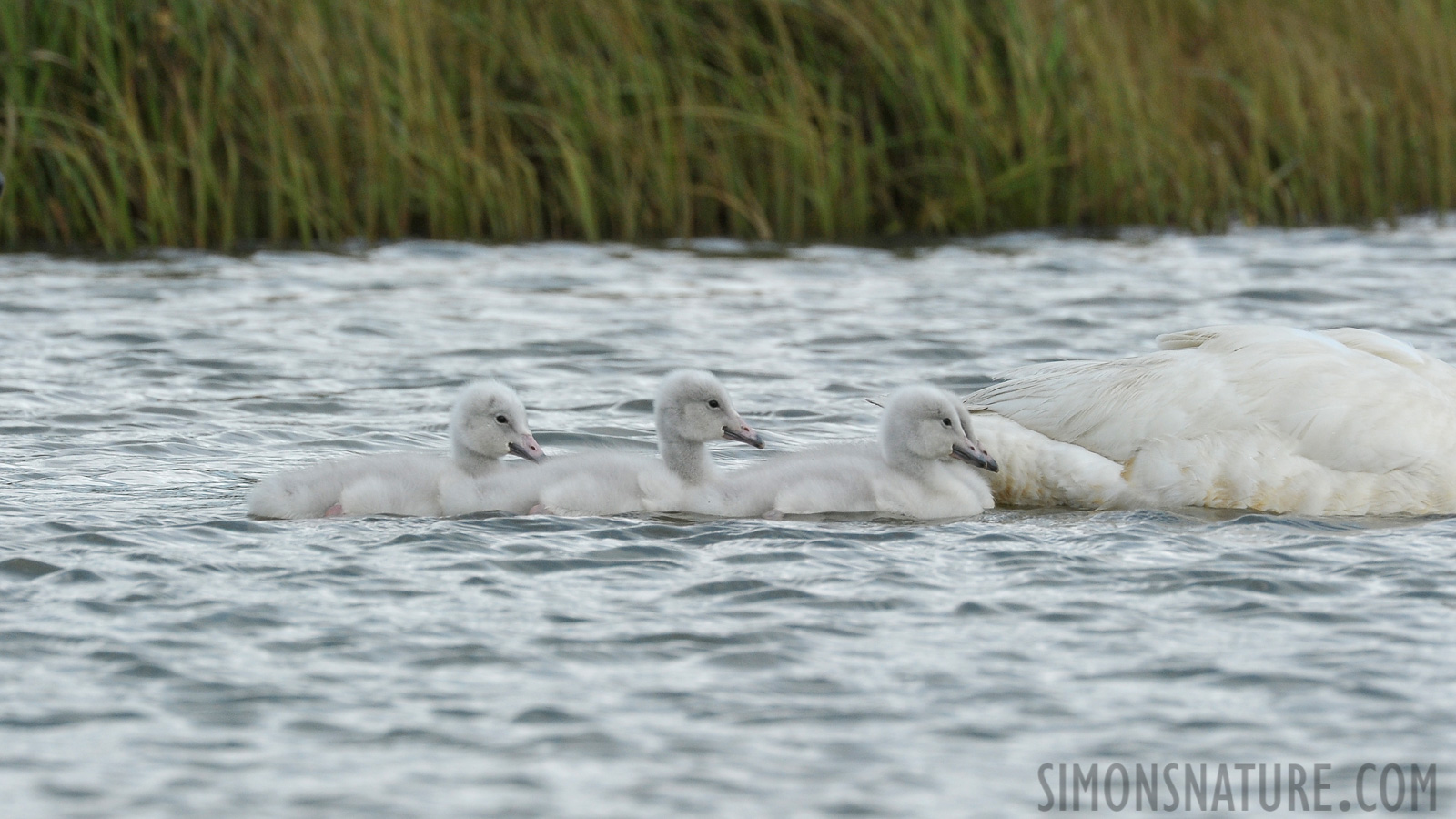 Cygnus cygnus [550 mm, 1/800 sec at f / 11, ISO 800]