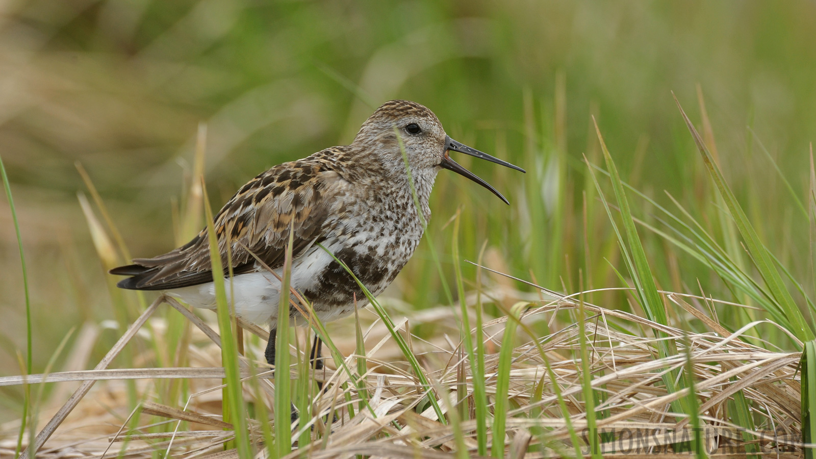 Calidris alpina schinzii [550 mm, 1/500 sec at f / 9.0, ISO 800]