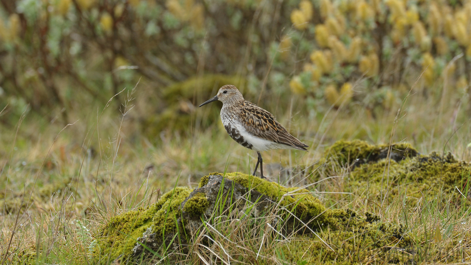 Calidris alpina schinzii [550 mm, 1/400 Sek. bei f / 9.0, ISO 800]