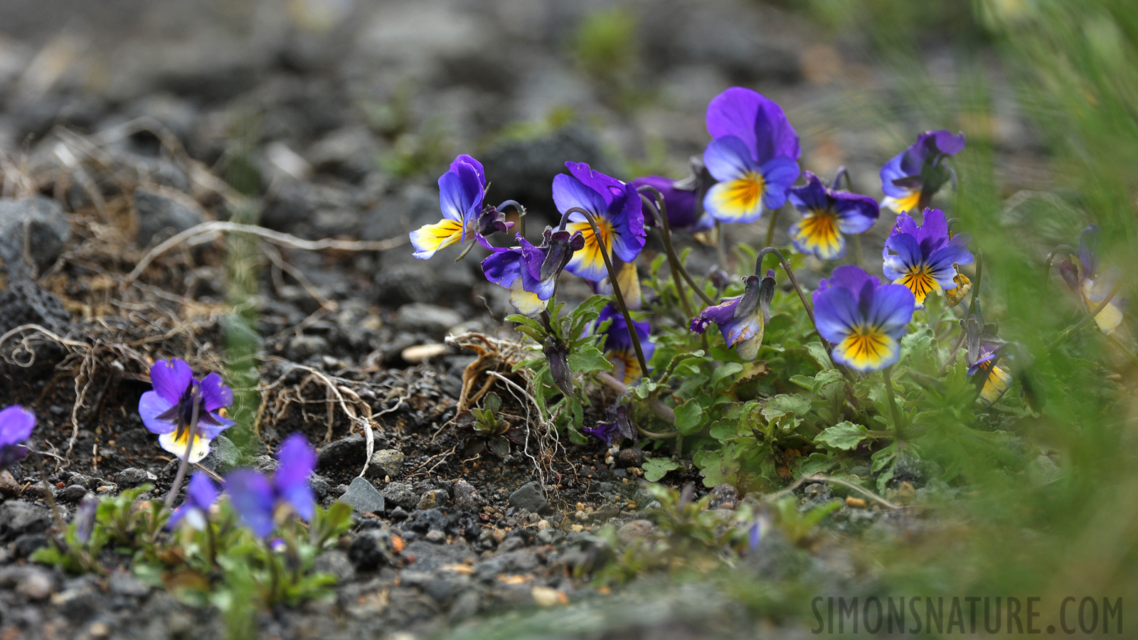 [550 mm, 1/320 Sek. bei f / 9.0, ISO 800]