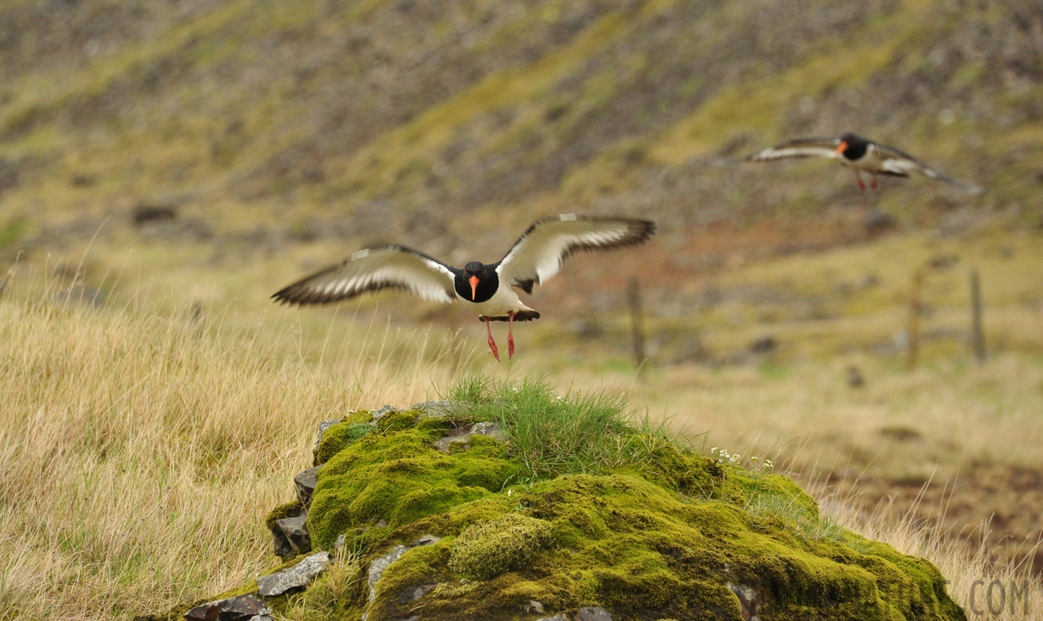 Haematopus ostralegus ostralegus [300 mm, 1/320 Sek. bei f / 8.0, ISO 1600]