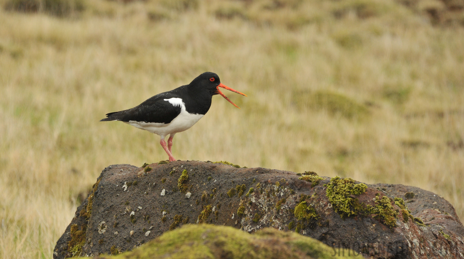 Haematopus ostralegus ostralegus [300 mm, 1/400 Sek. bei f / 8.0, ISO 1600]