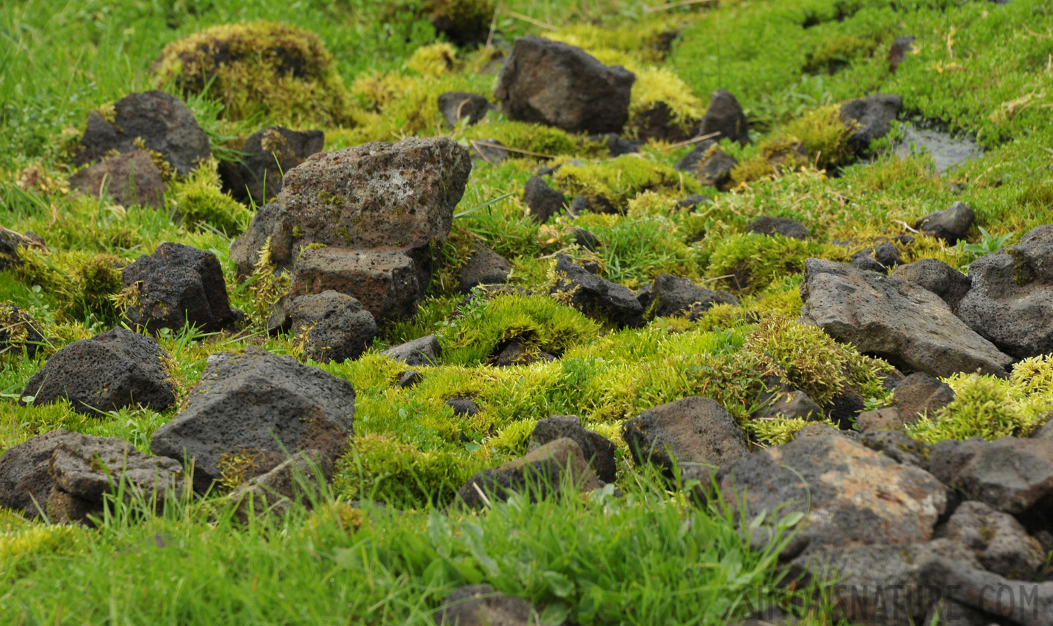 In der Region Hveragerdi [250 mm, 1/60 Sek. bei f / 11, ISO 800]