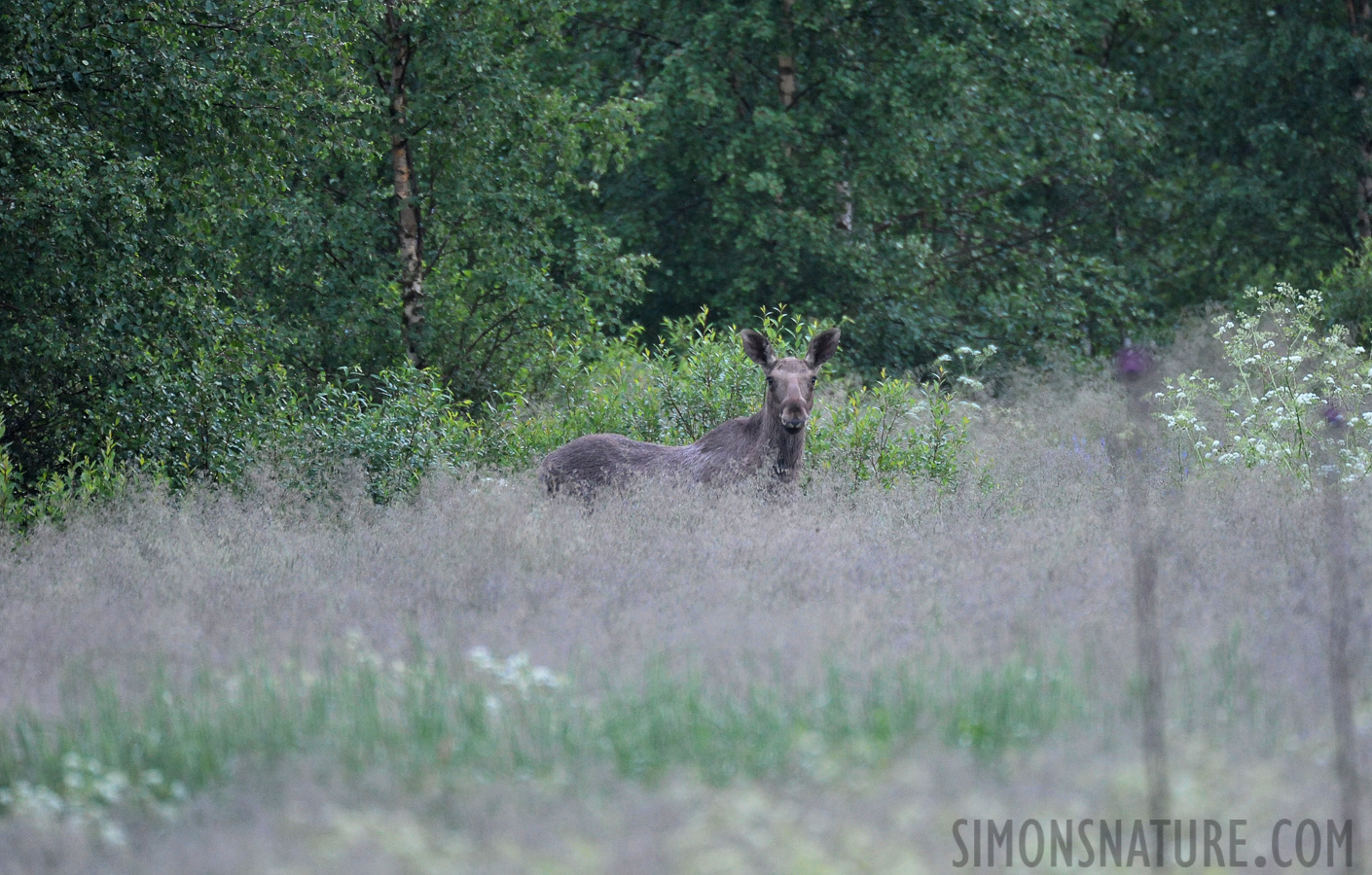 Alces alces alces [550 mm, 1/40 Sek. bei f / 5.6, ISO 2500]