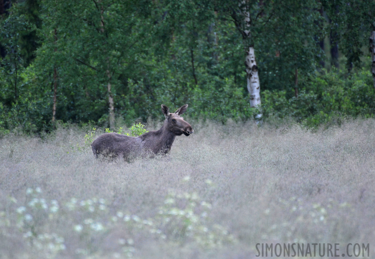 Alces alces alces [550 mm, 1/40 sec at f / 5.6, ISO 2500]