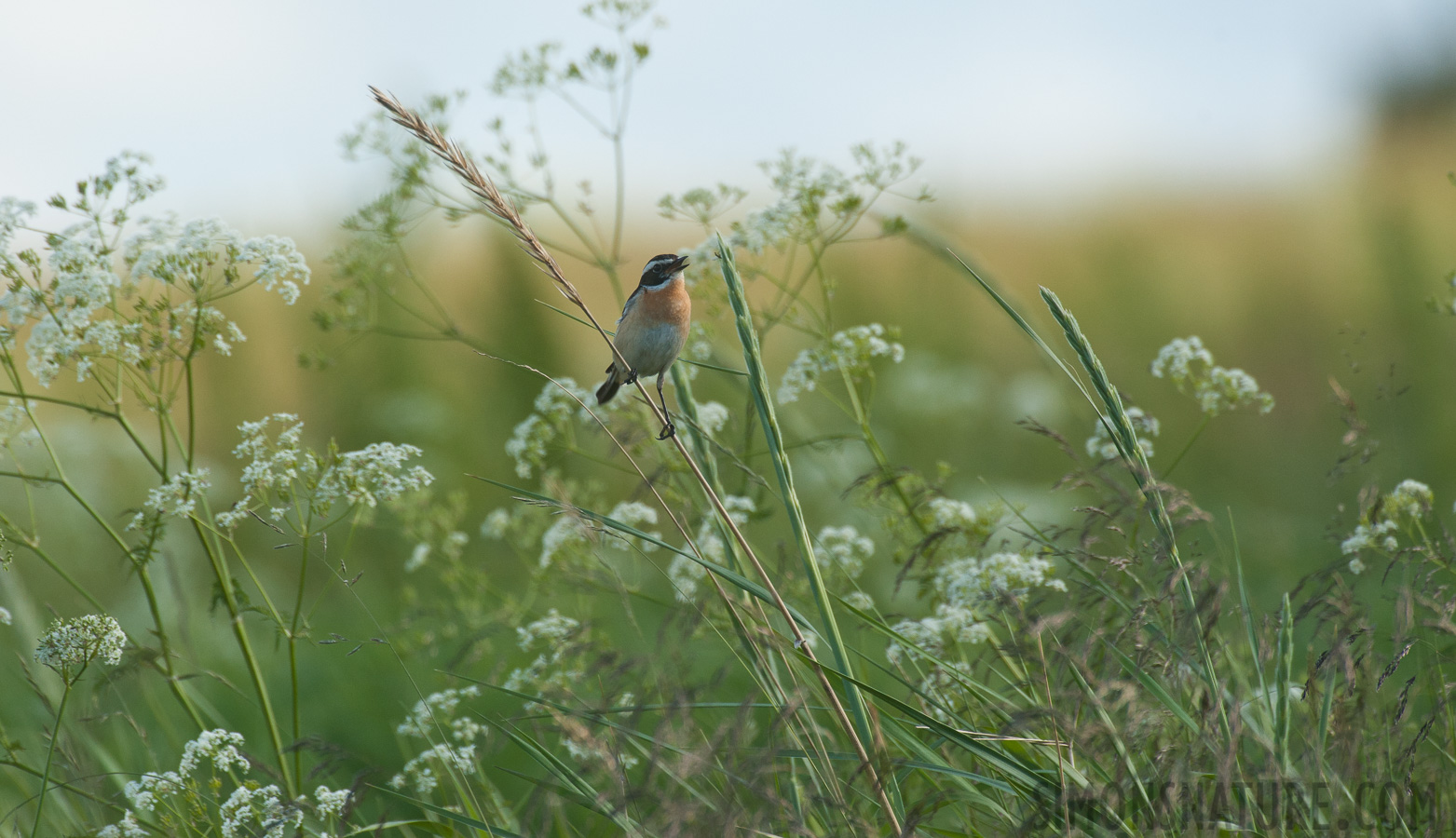 Saxicola rubetra [550 mm, 1/1000 sec at f / 8.0, ISO 800]