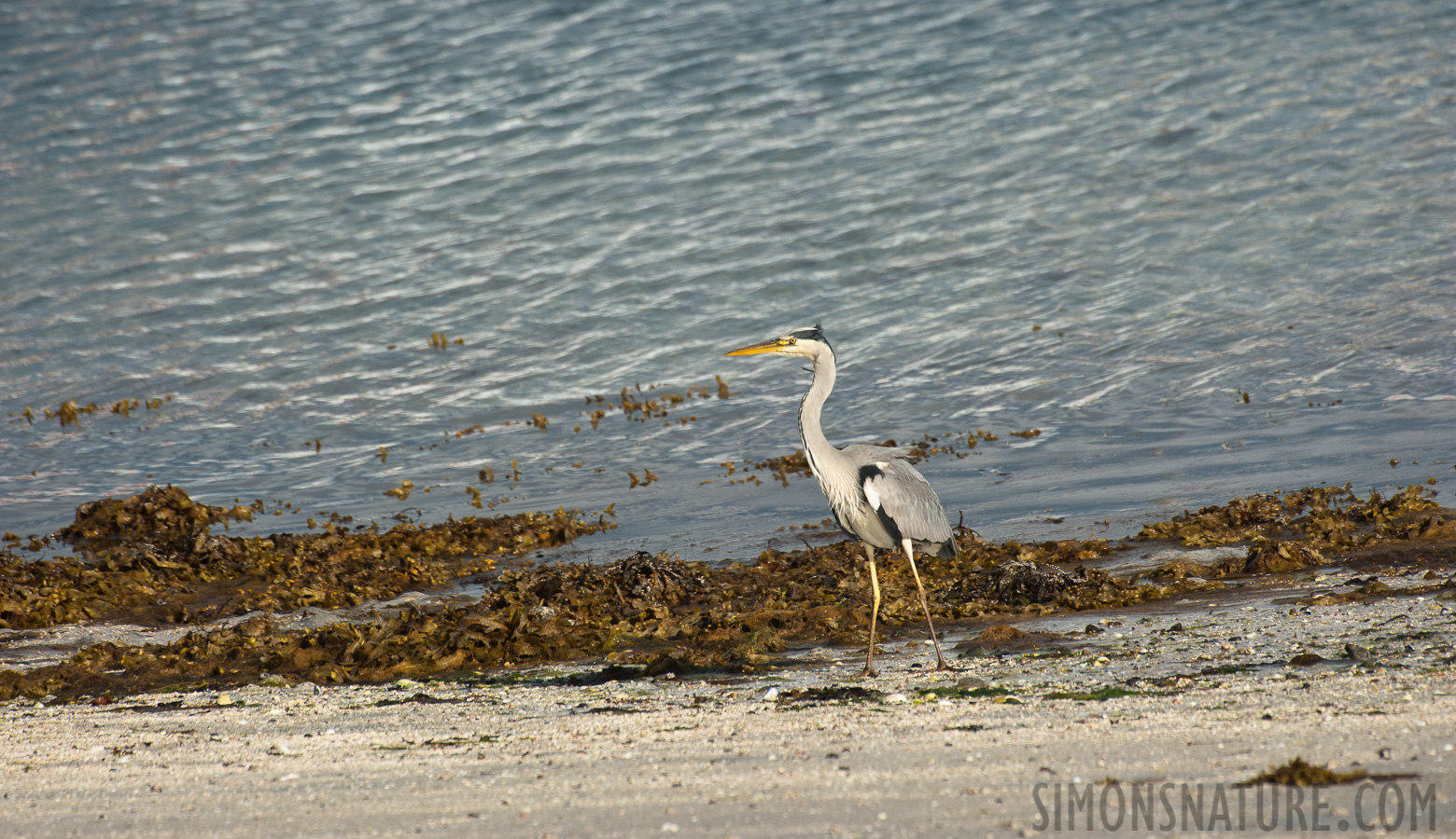 Ardea cinerea cinerea [550 mm, 1/1600 sec at f / 8.0, ISO 800]