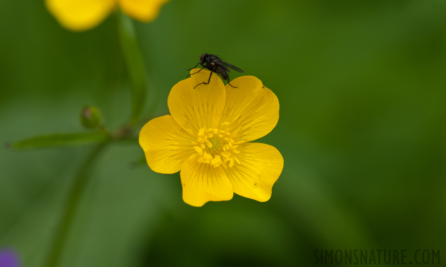 [105 mm, 1/320 Sek. bei f / 10, ISO 500]