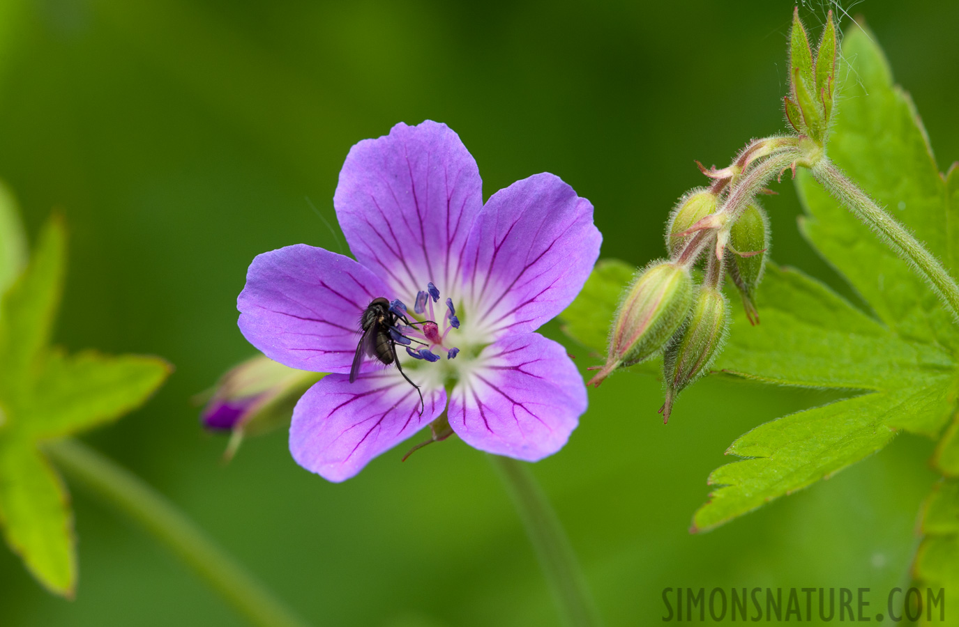 [105 mm, 1/200 Sek. bei f / 10, ISO 500]