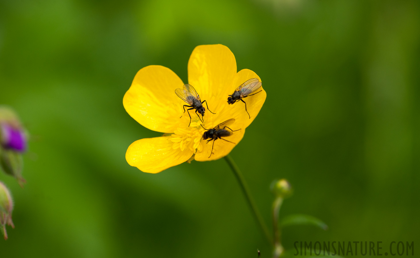 [105 mm, 1/200 Sek. bei f / 10, ISO 500]