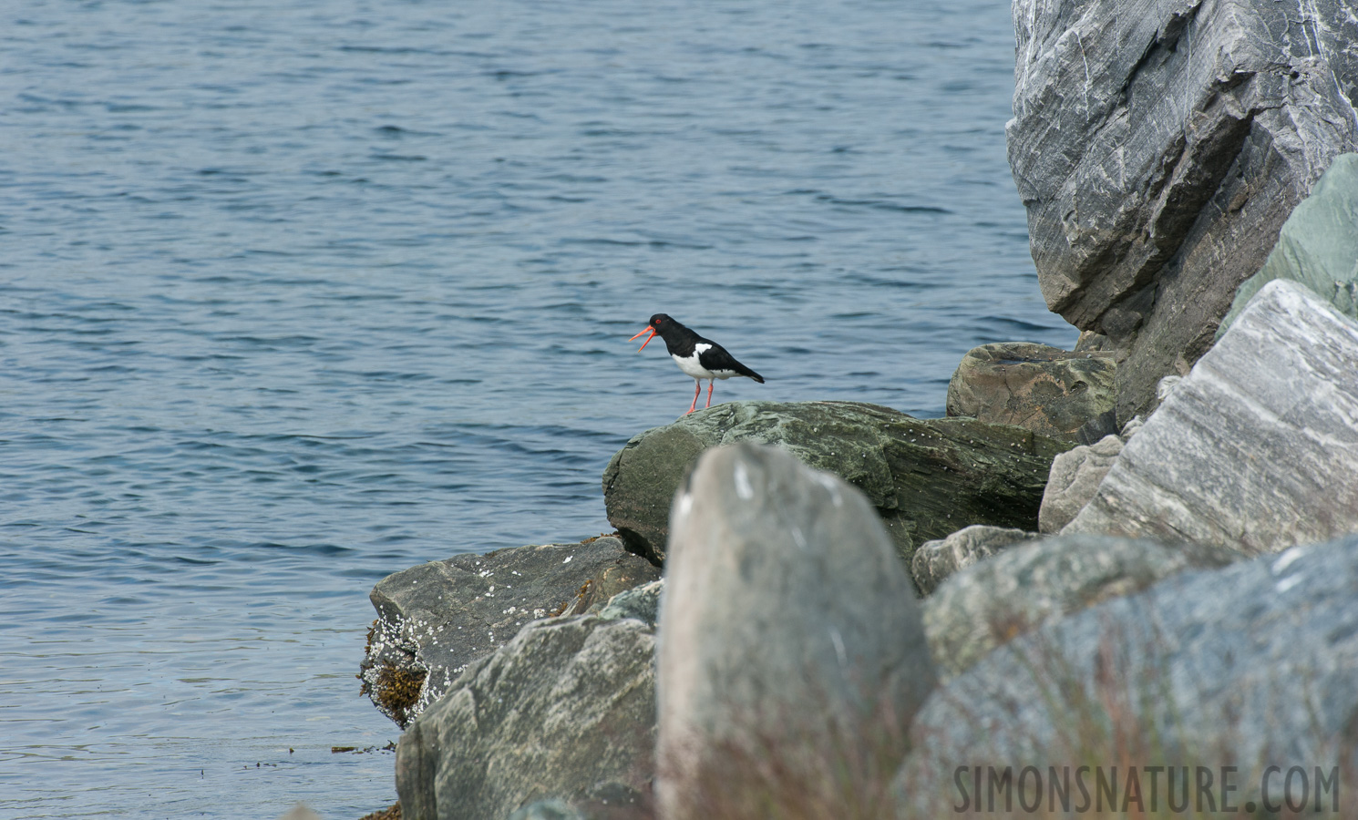 Haematopus ostralegus ostralegus [550 mm, 1/400 sec at f / 11, ISO 400]