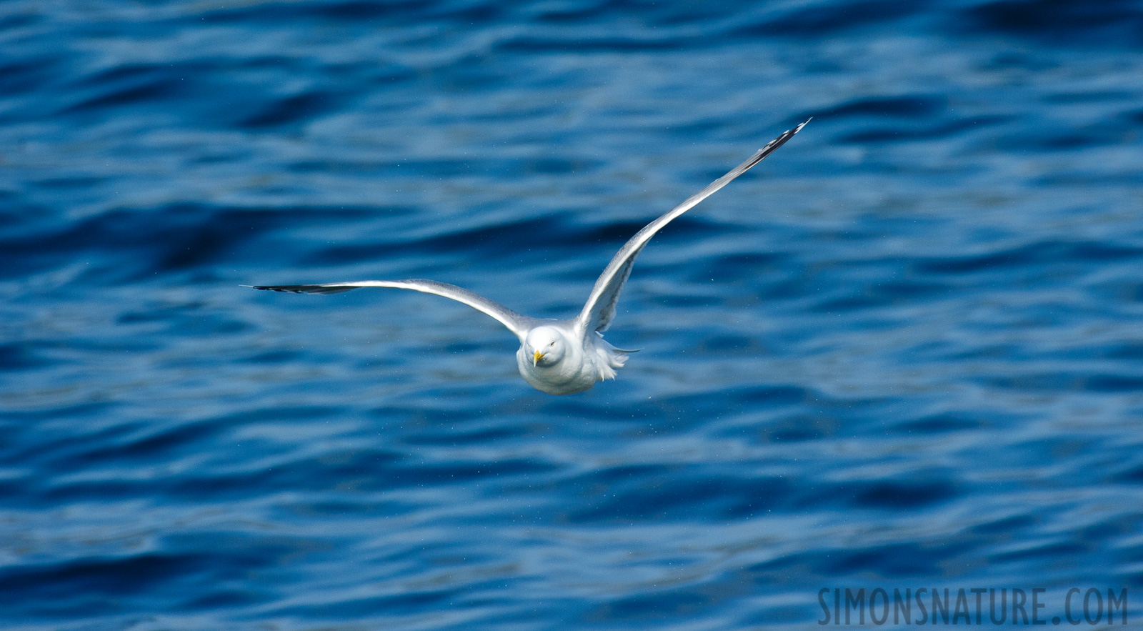 Larus canus canus [550 mm, 1/3200 Sek. bei f / 8.0, ISO 1600]