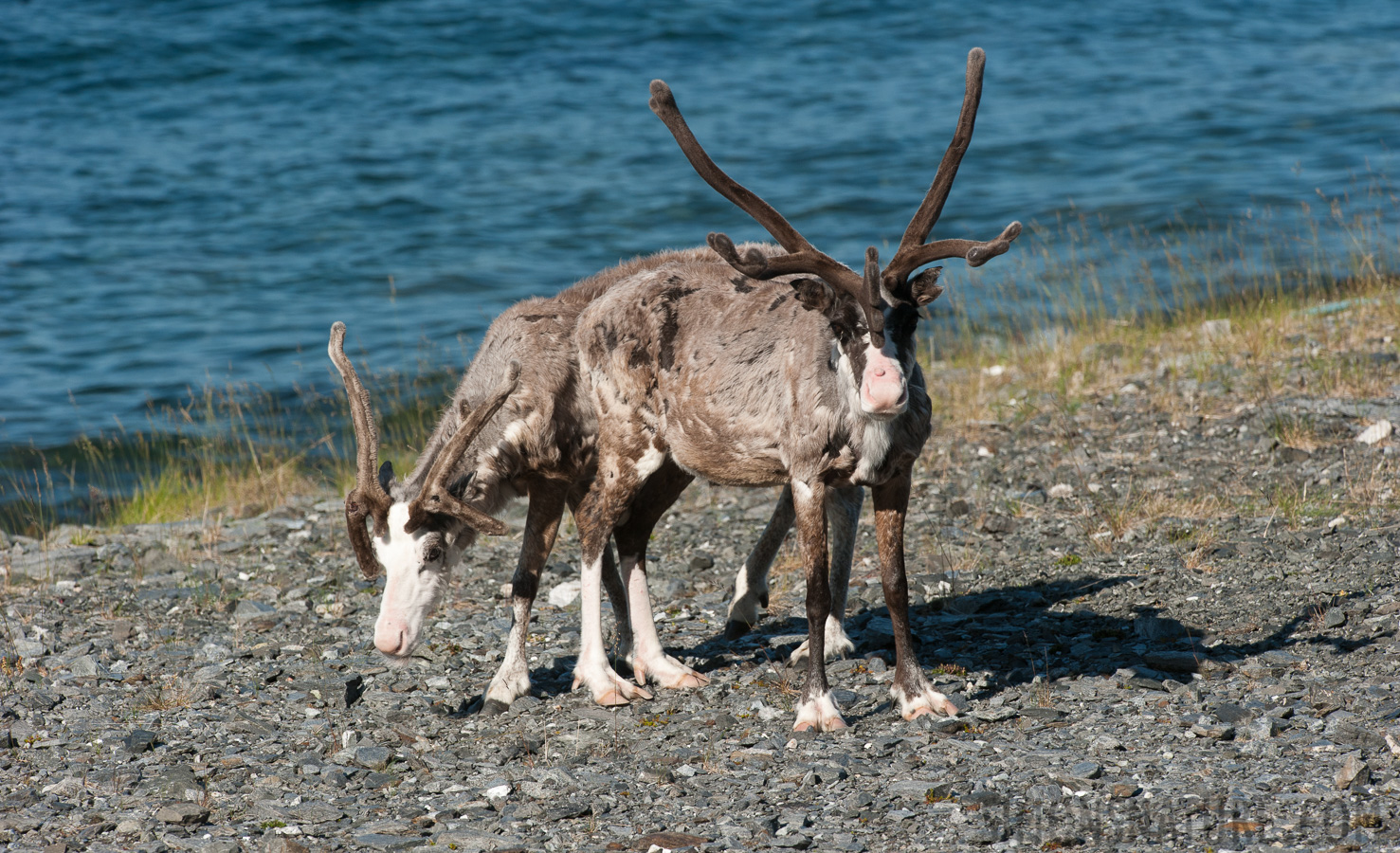 Rangifer tarandus tarandus [380 mm, 1/800 sec at f / 9.0, ISO 400]