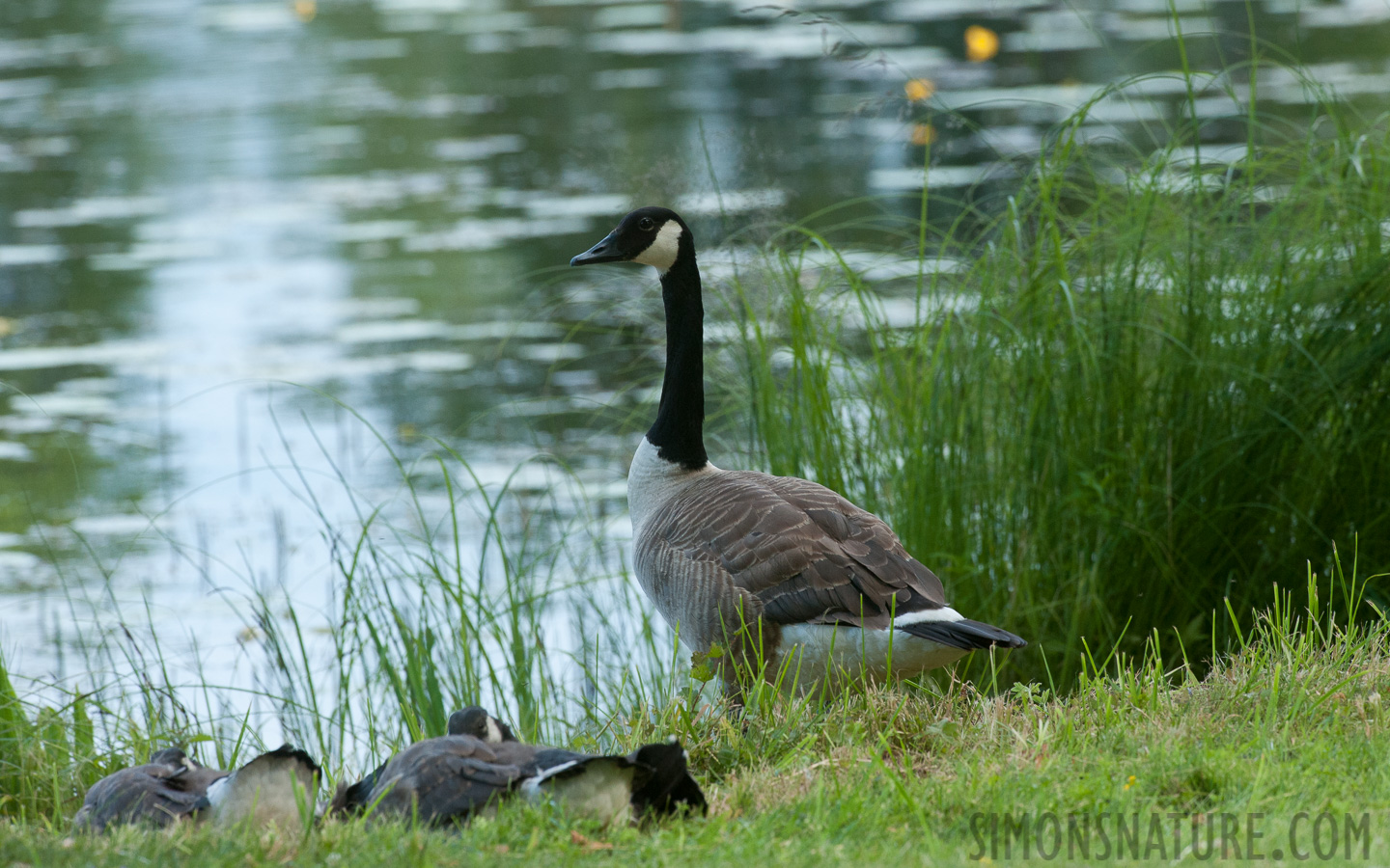 Branta canadensis canadensis [420 mm, 1/400 sec at f / 10, ISO 1600]