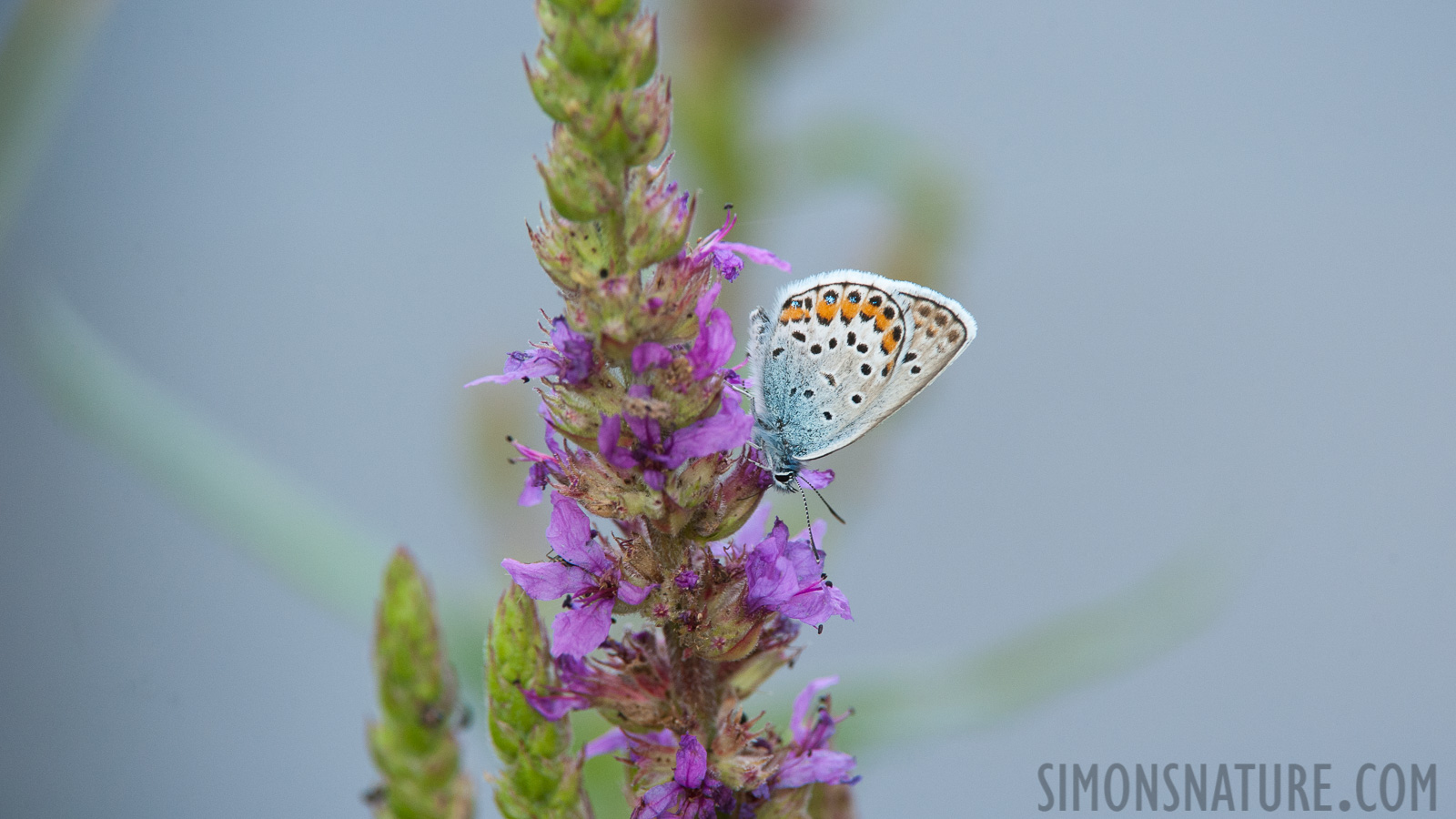 Plebejus argus argus [550 mm, 1/400 sec at f / 9.0, ISO 1600]