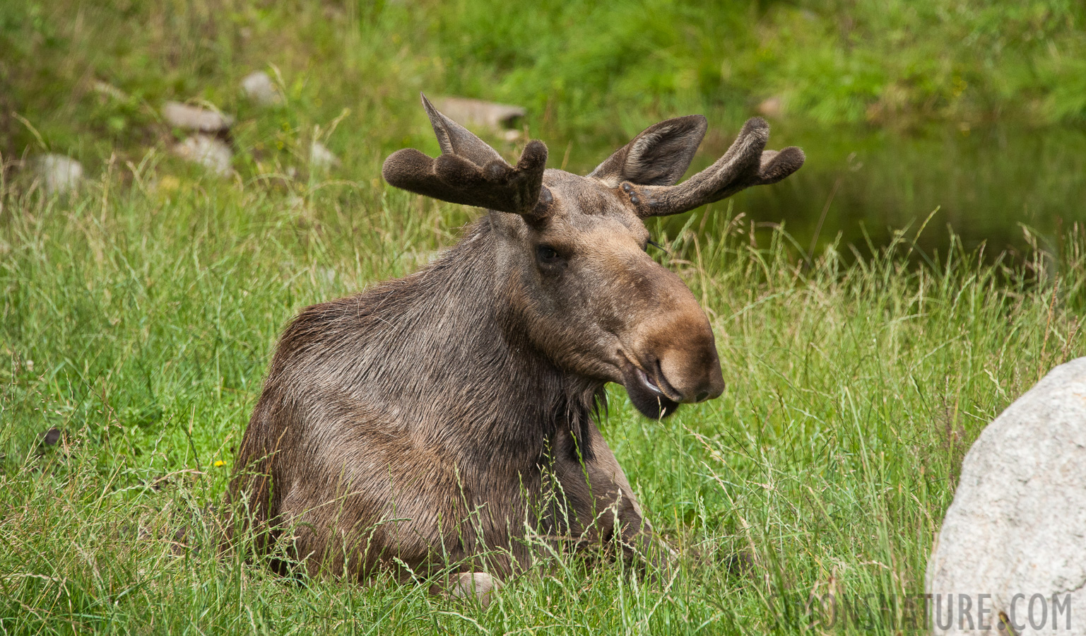 Alces alces alces [250 mm, 1/1600 sec at f / 8.0, ISO 1600]