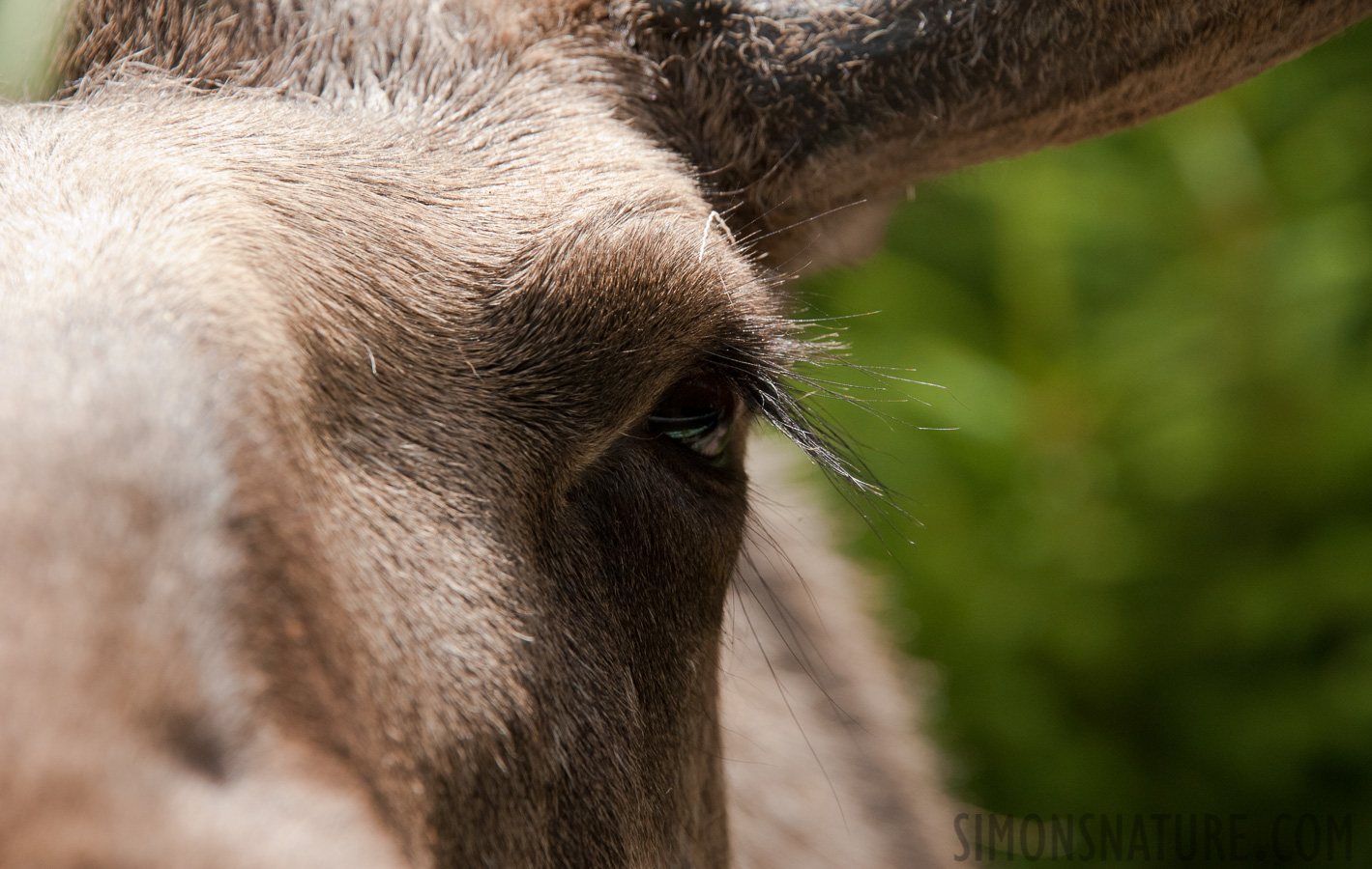 Alces alces alces [300 mm, 1/1000 sec at f / 8.0, ISO 1600]