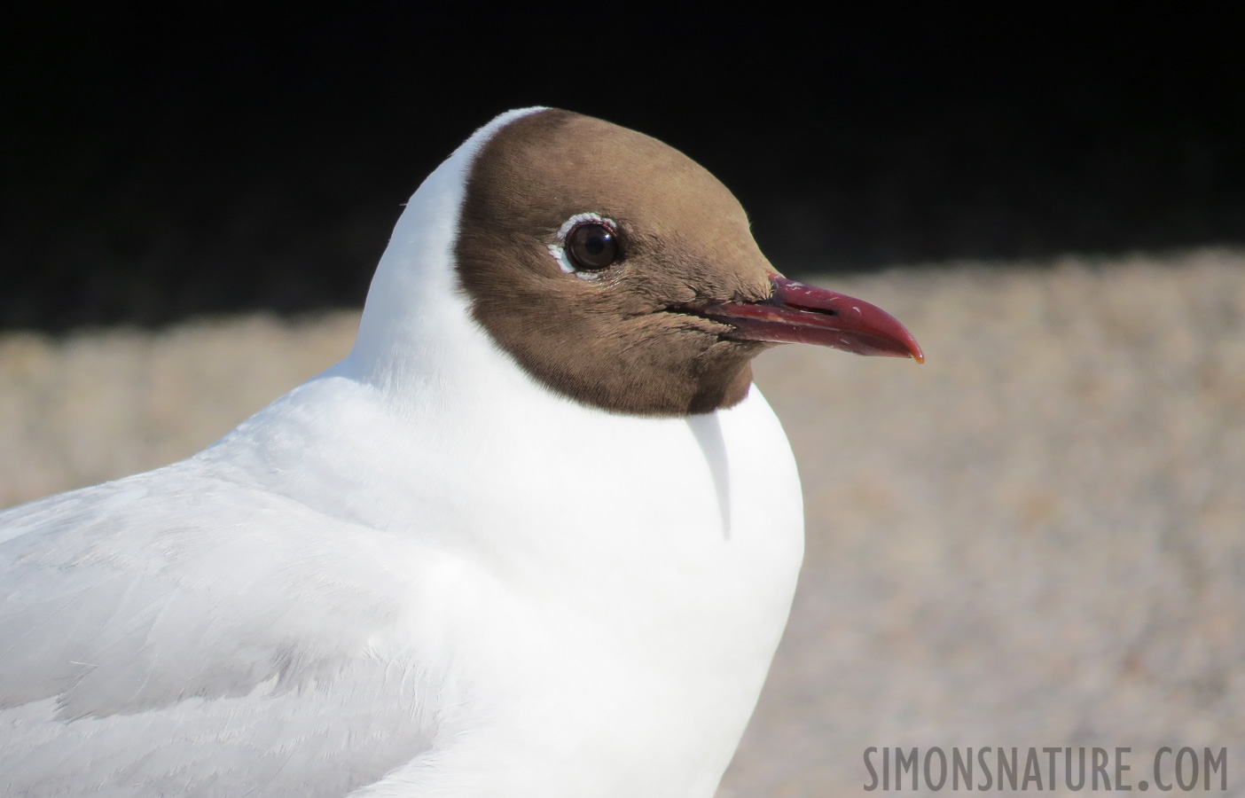 Chroicocephalus ridibundus [193.371 mm, 1/640 sec at f / 6.5, ISO 160]