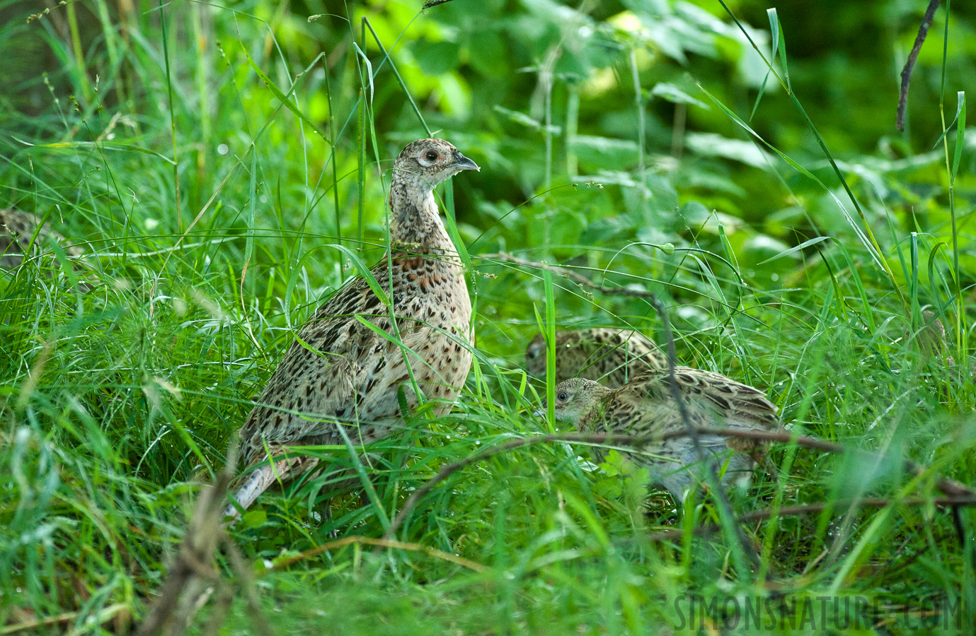 Phasianus colchicus [340 mm, 1/100 Sek. bei f / 5.6, ISO 2500]