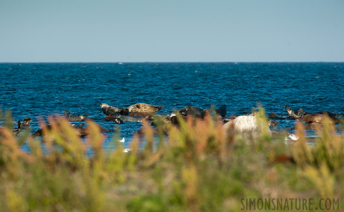 Phoca vitulina vitulina [550 mm, 1/2500 Sek. bei f / 8.0, ISO 1600]