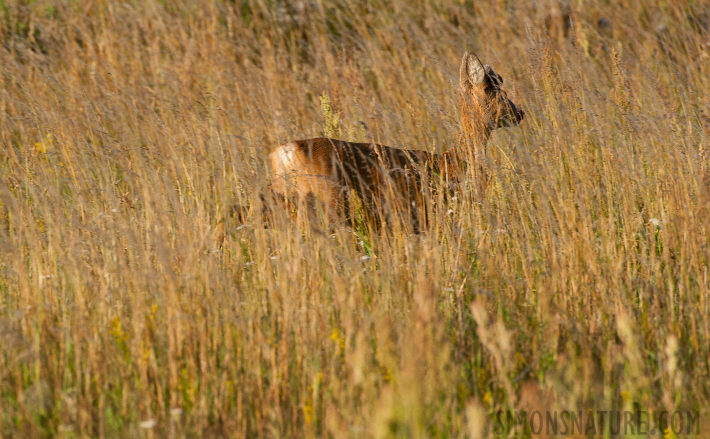 Capreolus capreolus [550 mm, 1/1600 Sek. bei f / 9.0, ISO 1600]