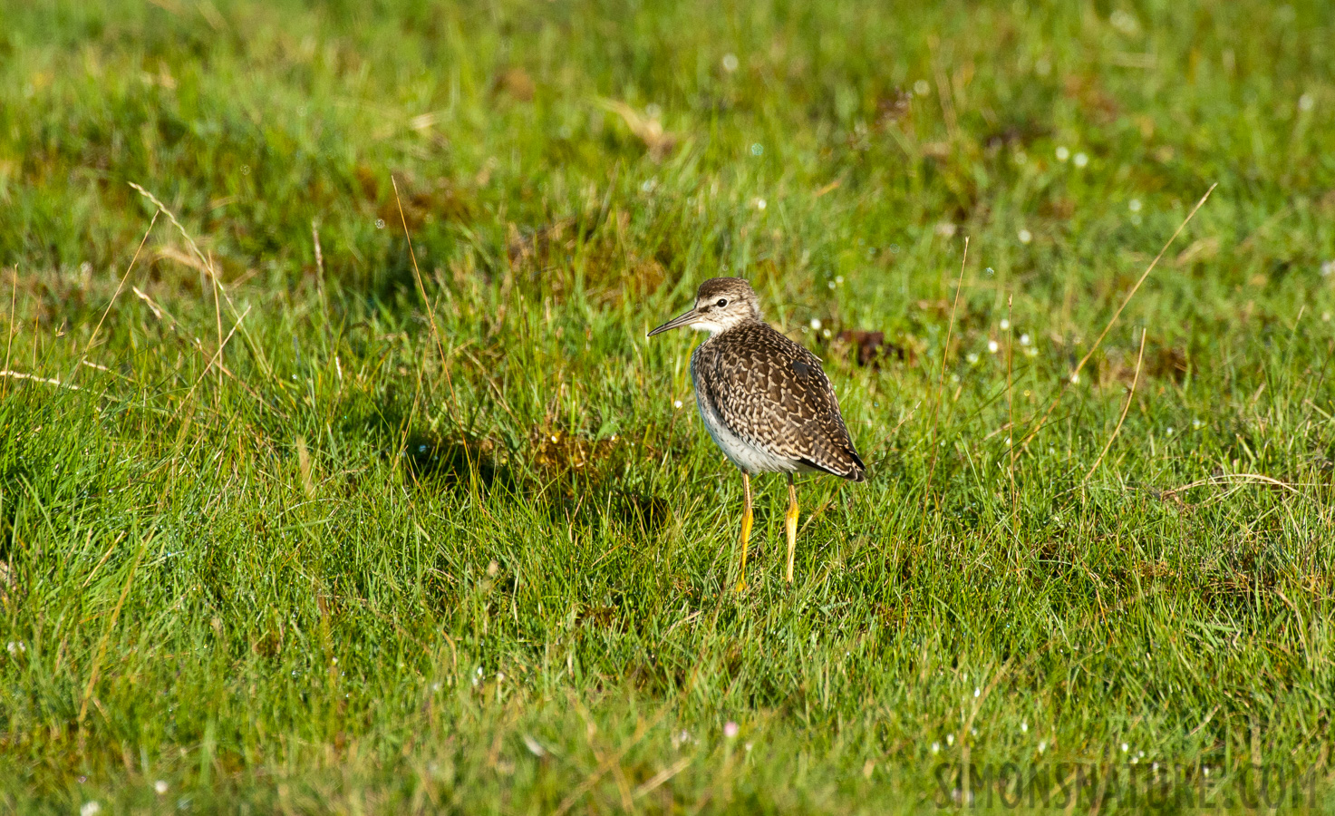 Tringa totanus totanus [550 mm, 1/1600 sec at f / 9.0, ISO 1600]