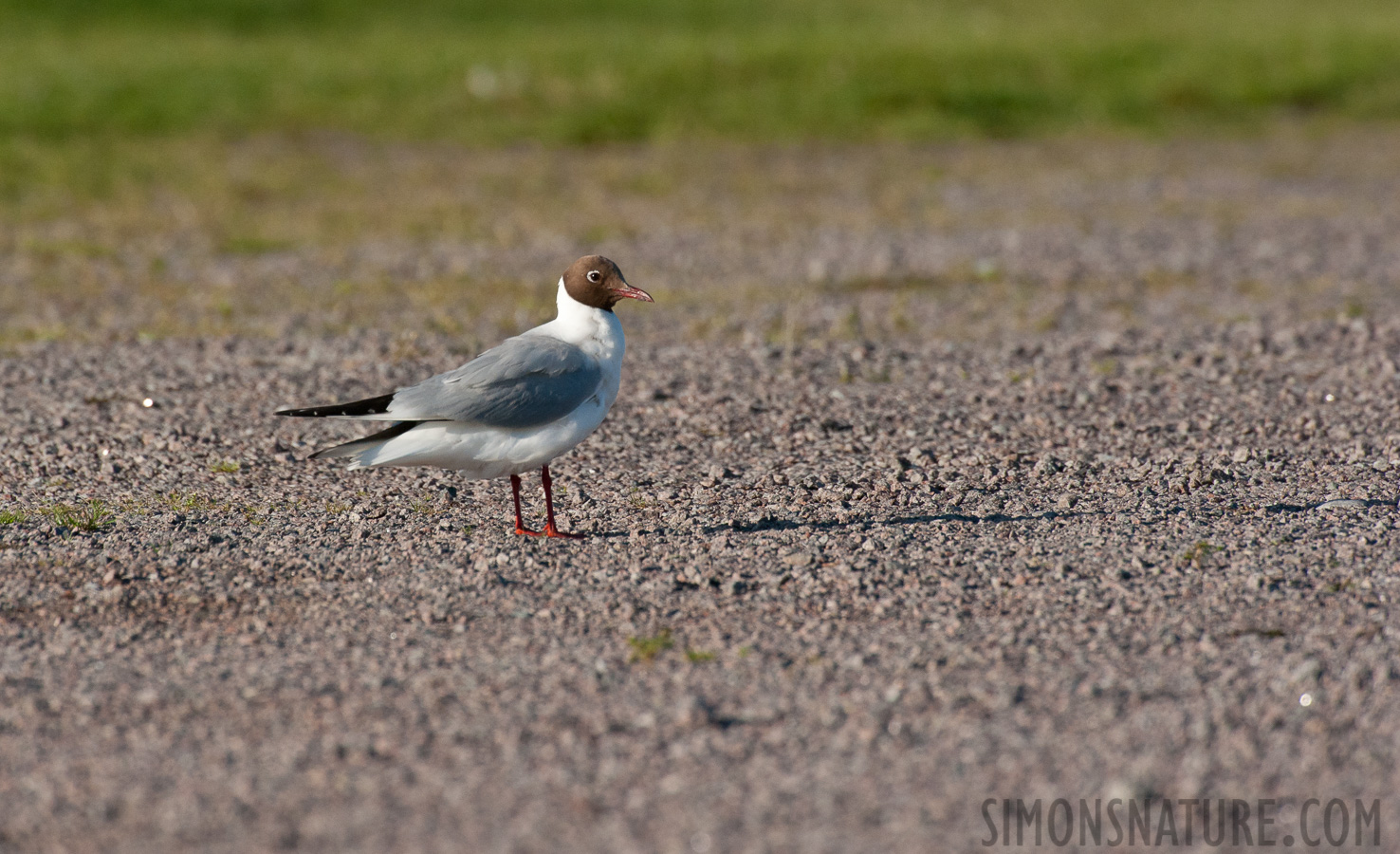 Chroicocephalus ridibundus [550 mm, 1/3200 sec at f / 9.0, ISO 1600]