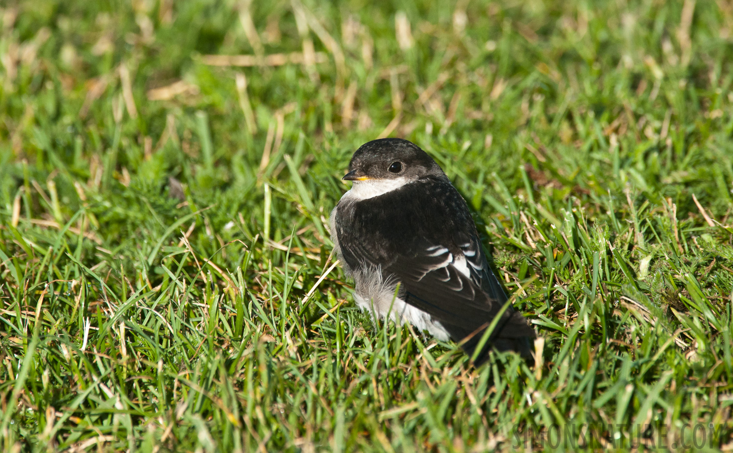 Delichon urbicum urbicum [550 mm, 1/2500 Sek. bei f / 9.0, ISO 2500]