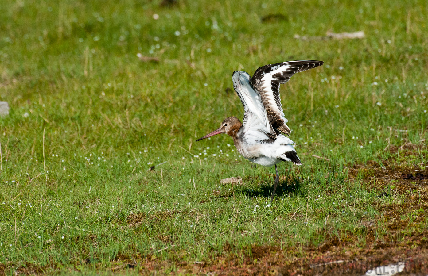 Limosa limosa limosa [550 mm, 1/4000 Sek. bei f / 9.0, ISO 2500]