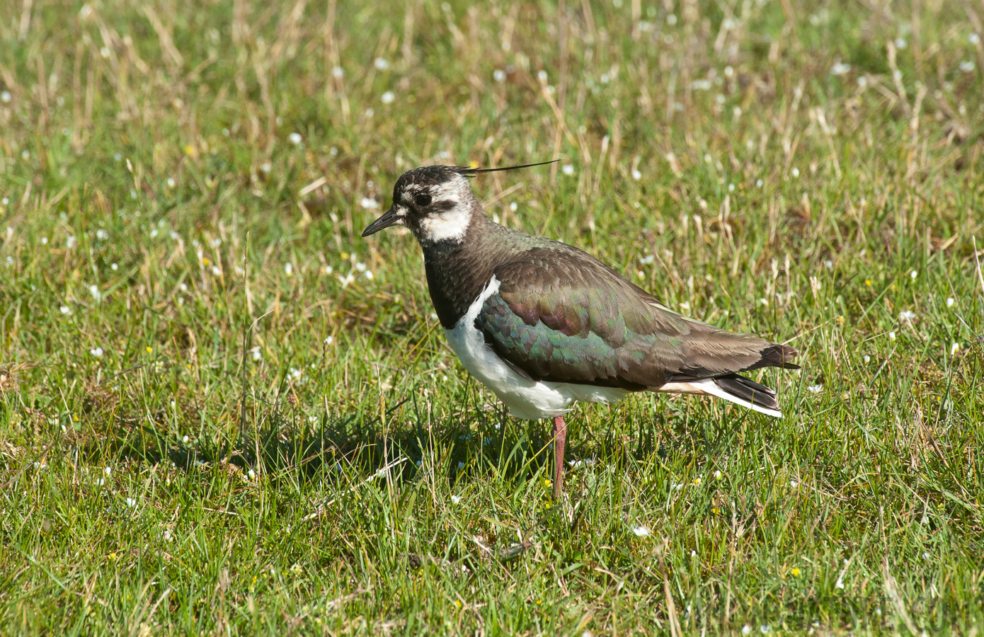 Vanellus vanellus [550 mm, 1/1000 sec at f / 13, ISO 1600]