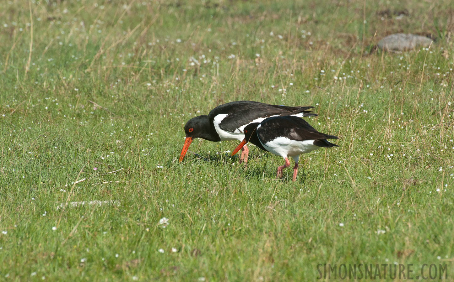 Haematopus ostralegus ostralegus [550 mm, 1/1250 sec at f / 13, ISO 1600]